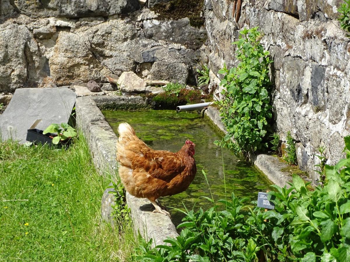 La Ferme De Madelonnet Bed & Breakfast Saint-Jeures Exterior photo